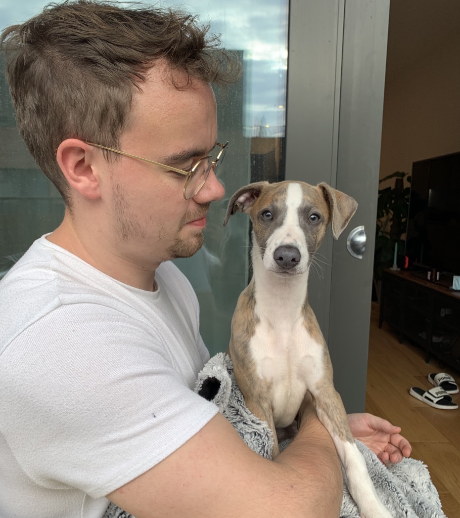 brown and white whippet puppy